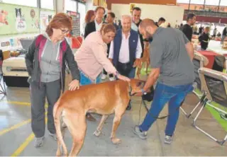  ?? // ABC ?? Tita García, ayer, en el Campeonato Nacional Canino