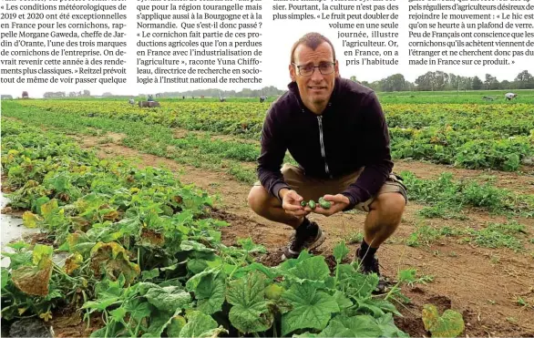  ?? F. Pouliquen / 20 Minutes ?? Sylvain Tessier, agriculteu­r dans le Loir-et-Cher, relance la culture du cornichon en France, malgré des conditions pas toujours évidentes, et parvient à dégager 10 000 €/ha.