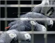  ?? PICTURE: REUTERS ?? SAVED: African Greys rescued from an illegal trader by officials at the Uganda-Democratic Republic of Congo border.