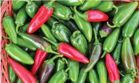  ?? Rich/Getty Images ?? Jalapeños come in many varieties – but some are losing their heat. Photograph: Barbara