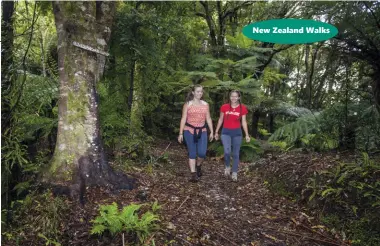  ?? Photo Mead Norton Photograph­y. ?? Above right: Pakihi Track has fabulous forest.