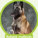  ??  ?? Belgisk malinois