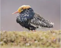  ??  ?? Ruff - male breeding