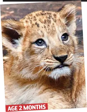  ??  ?? AGE 2 MONTHS Cub scout: Young Khari at his home in Blackpool Zoo