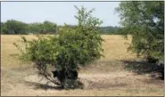  ?? ELDON COLE/UNIVERSITY OF MISSOURI EXTENSION VIA AP ?? In this Aug. 10, 2018 photo provided by the University of Missouri Extension, a steer takes shelter under a bush near a dry pond on a farm near Monett, Mo.