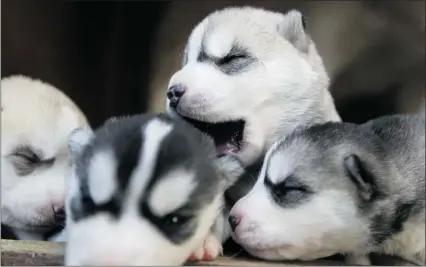  ?? DAX MELMER/THE Windsor Star ?? Husky puppies that were stolen early Saturday from their owner, and then returned after suspects were apprehende­d, were resting at home Sunday. Seven puppies in total were taken and two are still missing.