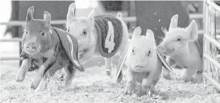  ?? Karen Warren / Houston Chronicle ?? Pigs tear around the track during the Pig Races in the Kids Country area at the Houston Livestock Show and Rodeo Wednesday.