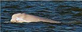  ??  ?? Surfacing: Benny the beluga near Gravesend yesterday