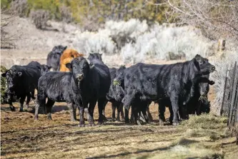 ?? PHOTOS BY LUIS SÁNCHEZ SATURNO THE NEW MEXICAN ?? RIGHT: Varela López says his cows may have to be euthanized over PFAS exposure. Three of six wells tested south of Santa Fe showed unsafe PFAS levels.