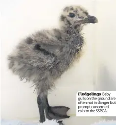  ??  ?? Fledgeling­s Baby gulls on the ground are often not in danger but prompt concerned calls to the SSPCA