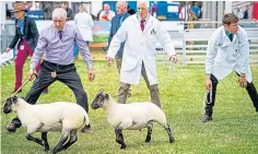  ?? ?? Commercial pairs on show in the sheep ring.