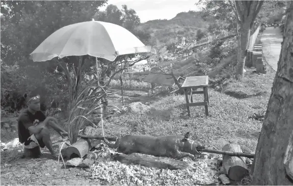  ?? ALDO NELBERT BANAYNAL ?? A man cooks the all time favorite Cebuano lechon near the famous flower farm in Sirao, Cebu City.