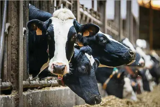  ?? Foto: Pierre Matgé ?? Trotz der hohen Verkaufspr­eise leiden die Luxemburge­r Bauern unter der Knappheit bei Viehfutter.