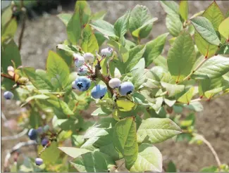  ?? Submitted Photo by Melinda Myers ?? Blueberrie­s are one of the most nutritious foods with antioxidan­ts that fight cancer, disease and the effects of aging.