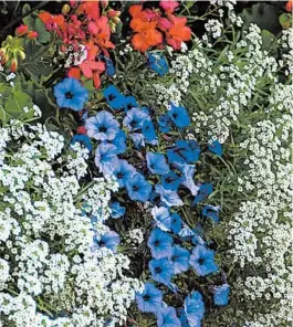  ?? NORMAN WINTER/TNS PHOTOS ?? Supertunia Mini Vista Indigo petunia, Snow Princess sweet alyssum and Calliope geraniums combine for a red, white and blue theme.