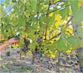  ?? ?? ambos rectores acordaron trabajar de manera conjunta, tanto en producción y asesoría para generar de manera óptima y de calidad el producto vinícola en el estado de Chihuahua