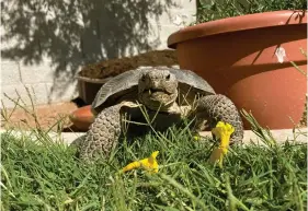  ?? (AP Photo/Alina Hartounian) ?? Dotty the desert tortoise enjoys a snack of yellow trumpet flowers in Scottsdale, Ariz., on May 4, 2023. The surprising warmth of these ancient cold-blooded creatures has made them popular pets for families with pet dander allergies and for retirees.