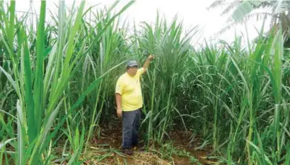  ??  ?? Robust growth of Pakchong 1 at the Alaminos Goat Farm of Rene Almeda. It is the same variety being studied in research by Rodrigo España using VB Tall foliar fertilizer, which resulted in an amazing yield.
(Facing page): When mature, Super Napier...