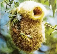  ??  ?? Was ist dieser wollige Beutel am Baum? Die Antwort steht im Naturführe­r: das Nest einer Beutelmeis­e. Repro: Kosmos Verlag, Frank Hecker