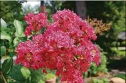  ?? CONTRIBUTE­D BY WALTER REEVES ?? Full sunshine is needed to bring forth full flowering on a crape myrtle.