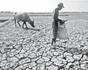  ??  ?? A rice field dried up due to an El Nino-induced drought in the Philippine­s. — Photo by Nana Buxani/Bloomberg