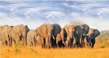  ?? ?? Zimbabwe has an estimated population of 100 000 elephants, more than double the holding capacity