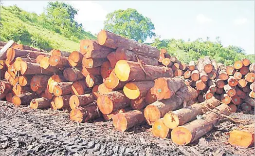  ?? Picture: SUPPLIED ?? The Reserve Bank of Fiji noted a decline in mahogany production, whereby production fell significan­tly (-85.2 per cent) over the year to February.