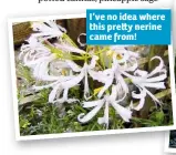 ??  ?? I’ve no idea where this pre y nerine came from!