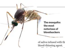  ??  ?? The mosquito: the most notorious of bloodsucke­rs