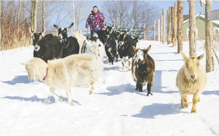  ?? ?? Visitors to Beach Goats, near Summerside, P.E.I., can play outside, up close and hands-on, with 24 Nigerian dwarf goats dressed for the weather in colourful coats and vests.
SUPPLIED