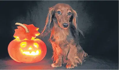  ??  ?? Keep sweets out of your dog’s reach at Halloween.