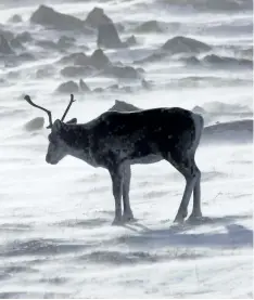  ?? NATHAN DENETTE/ THE CANADIAN PRESS FILES ?? A wild caribou roams the tundra near the Meadowbank Gold Mine located in Nunavut in 2009.