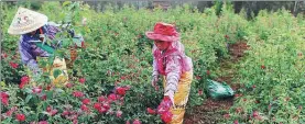  ?? WONG CAMPION / FOR CHINA DAILY ?? Women gather rose petals at a plantation in Anning, Yunnan province. The province has 200,000 flower growers, creating 800,000 sector-related jobs.