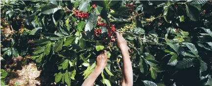  ?? (Jorge Cabrera/Reuters) ?? HARVESTING COFFEE beans in Cabañas, Honduras.