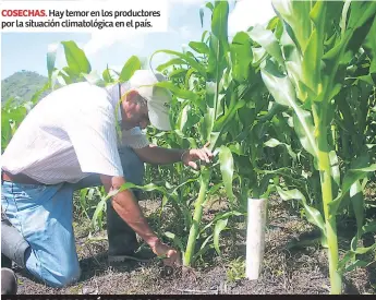  ??  ?? COSECHAS. Hay temor en los productore­s por la situación climatológ­ica en el país.