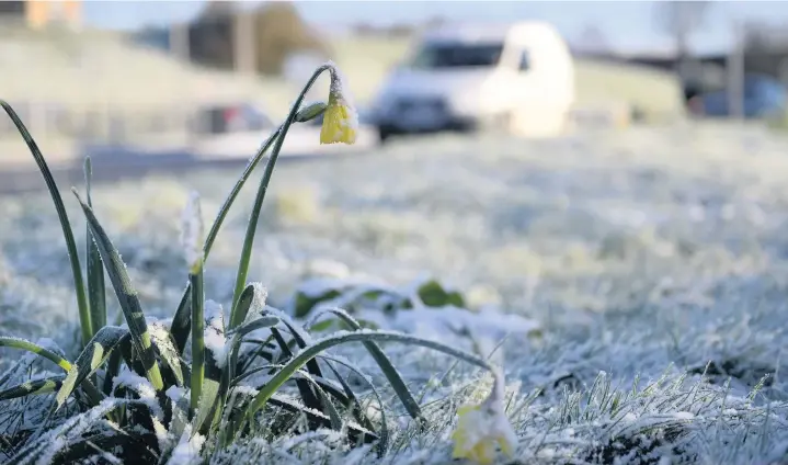  ?? Mike Walters ?? > A daffodil struggles above the snow in Carmarthen
