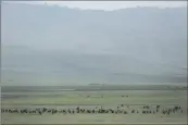  ?? AP PHOTO/MOSA’AB ELSHAMY ?? Cattle belonging to Maasai ethnic group graze in the highlands of Ngorongoro Conservati­on Area, west of Arusha, northern Tanzania on Jan. 17, 2015.