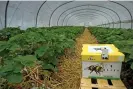  ?? Arterra/UIG/Getty ?? A cardboard hive of earth bumblebees (Bombus terrestris) brought into a polytunnel to pollinate strawberri­es. Photograph: