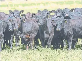  ??  ?? Sustentabi­lidad. Las pasturas y los novillos mejoran los suelos.