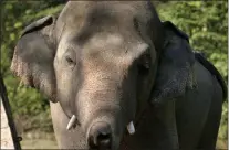  ?? ANJUM NAVEED ?? An elephant named Kaavan.