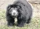  ?? Zoo Miami ?? Keesha, a 28-year-old sloth bear, who came to Zoo Miami in 2016, was euthanized on Thursday.