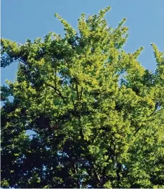  ?? Fotos: Thomas Jung ?? Im Sommer 2016 sah derselbe Baum nach der Spezialdün­gung deutlich grüner und dichter belaubt aus.