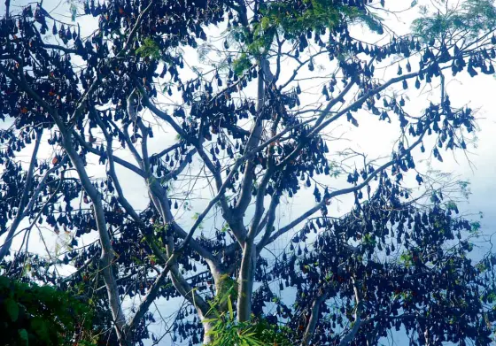  ?? ALLAN MACATUNO/INQUIRER NORTHERN LUZON ?? BATS roost on a tree inside the Subic Bay Freeport Zone. Plans to expand the military base inside the former US naval station are worrying conservati­onists who expressed fears about the projects’ effects on bat habitats.