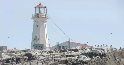  ?? PHOTOS: ANDREW VAUGHAN/THE CANADIAN PRESS ?? Birds dot the rocks on Machias Seal Island — home to the Atlantic puffin as well as razorbill auk and common and Arctic terns. Though the United States also claims ownership of the kilometre-long island, Canada operates and staffs its lighthouse.