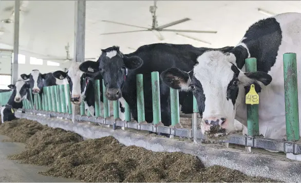  ?? BRIAN THOMPSON/FILES ?? Dairy farmers receive the most support of any Canadian agricultur­al sector through a complex supply management system that employs production quotas, fixed prices and hefty import duties. With less competitio­n, this market-distorting measure costs...