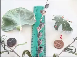  ?? PHOTO BY PATRICE HANLON ?? A row of potter wasp nests, center, is flanked by a cottonwood leaf, left, and an oak leaf.