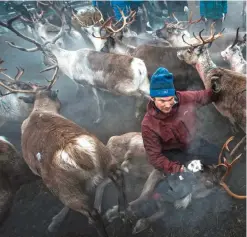  ??  ?? DIKAN, Sweden: A Sami man from the Vilhelmina Norra Sameby, catches a reindeer during a gathering of his reindeers herd for selection and calf labeling on October 27, 2016. — AFP