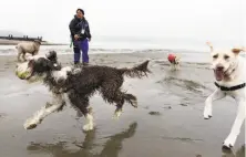  ?? Michael Short / Special to The Chronicle 2016 ?? Profession­al dog walkers like Angela Gardner will be allowed to continue letting their charges run free at East Beach.