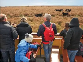  ??  ?? Une rencontre inédite au mas de Baumelles : vous serez nez à nez avec les taureaux les plus prometteur­s pour les courses camarguais­es.