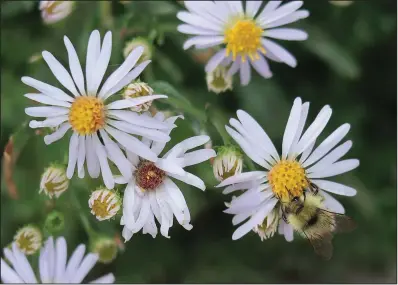  ??  ?? Bees are fond of asters, a large group of daisy-like, easy-to-grow plants.